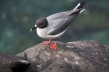 047 Swallow tailed gull 05